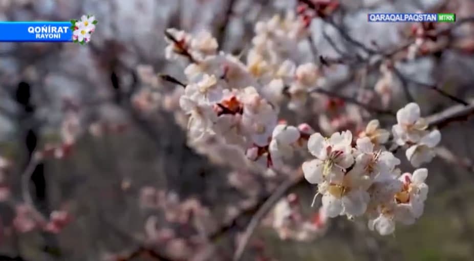 NAVRO‘ZNI ULUG‘LASH — INSONNI ULUG‘LASHDIR!