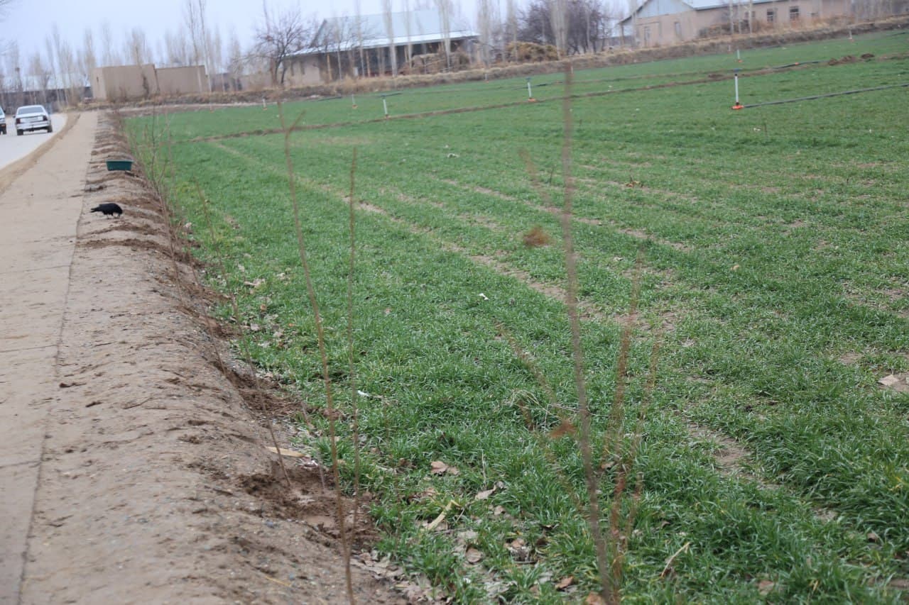 To‘rtko‘l tumanida PQ-465 qarori ijrosi hamda g‘alla parvarishi yuzasidan amaliy seminar tashkil etildi