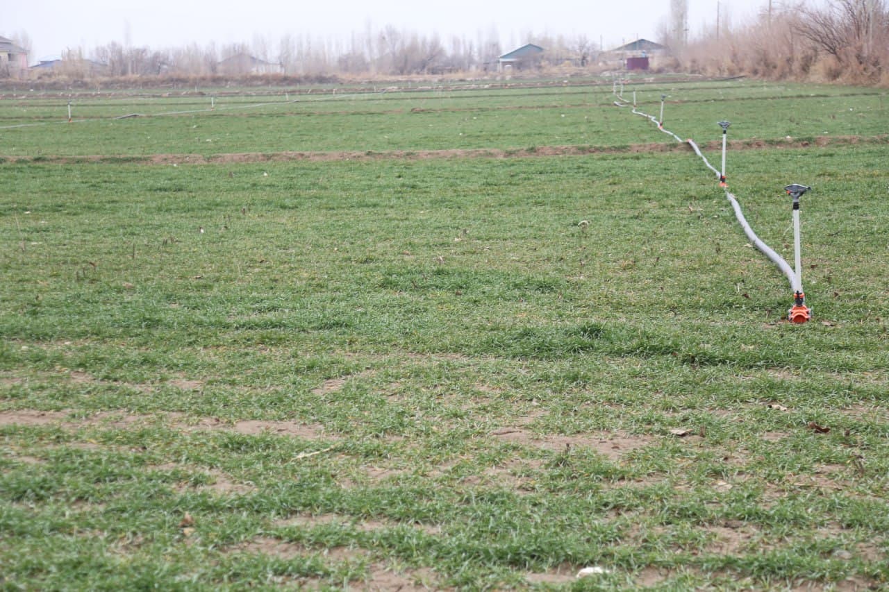 To‘rtko‘l tumanida PQ-465 qarori ijrosi hamda g‘alla parvarishi yuzasidan amaliy seminar tashkil etildi