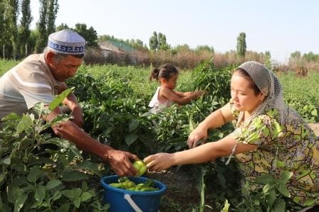 Tomorqa yeridan 50 mln sof daromad.