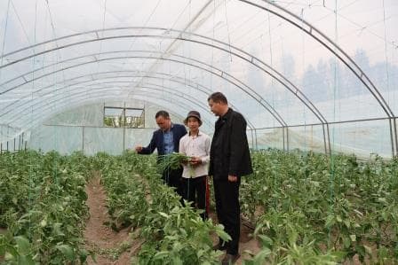 Issiqxona yil davomida sabzavot va ko‘chatlar yetishtirish imkonini beradi.