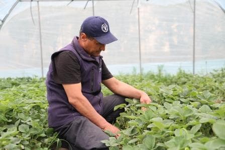 Issiqxona yil davomida sabzavot va ko‘chatlar yetishtirish imkonini beradi.