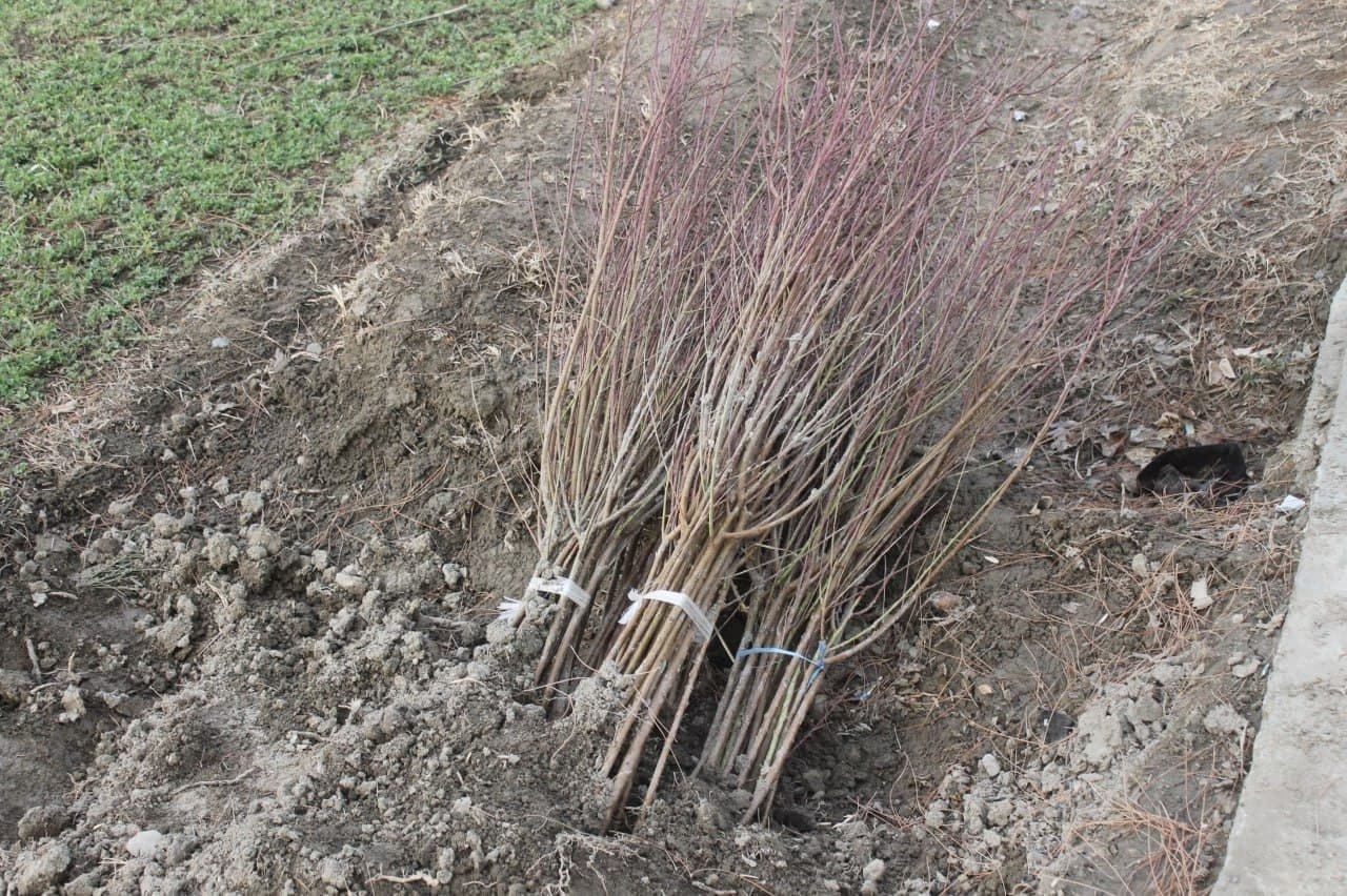 "Яшил макон" - келажак олдидаги масъулиятимиз