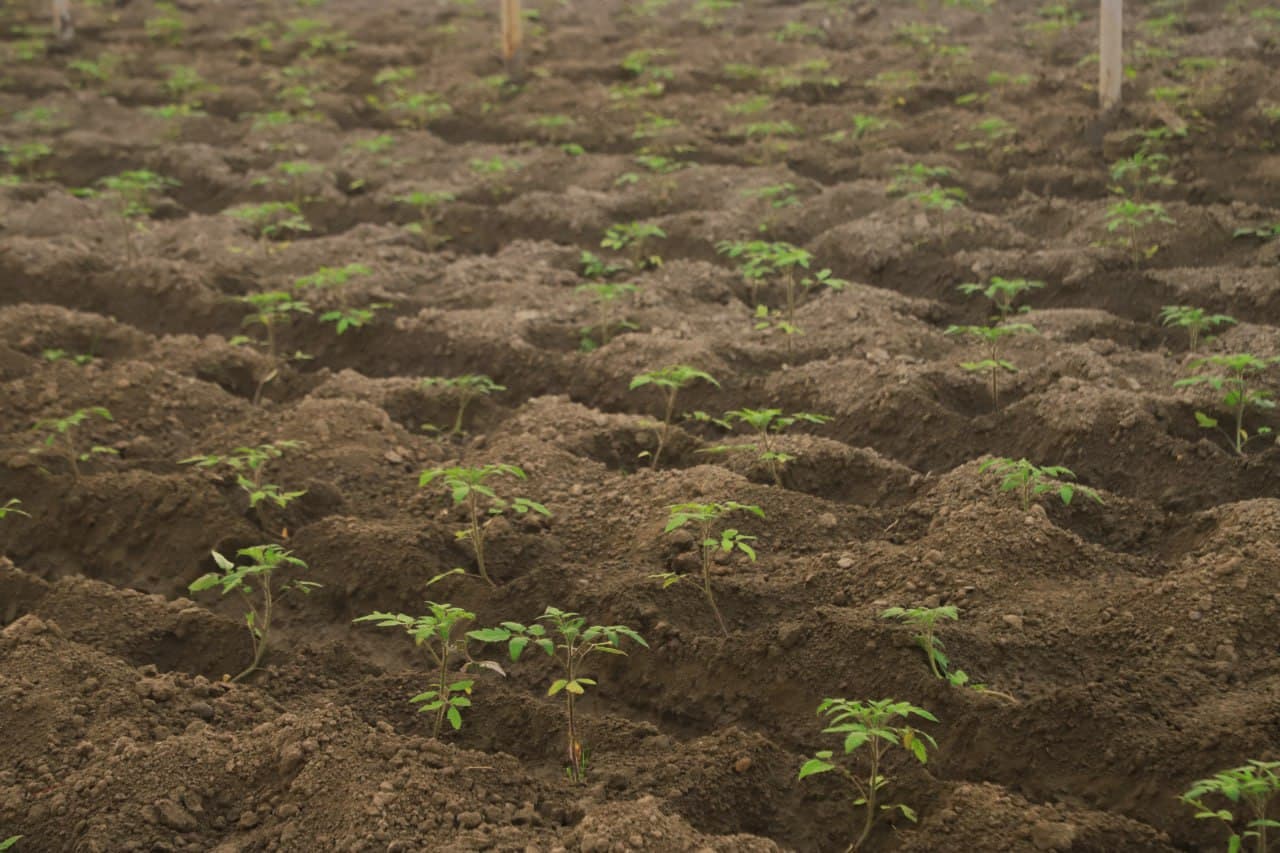 Томорқанинг обод бўлиши - қўшимча даромад