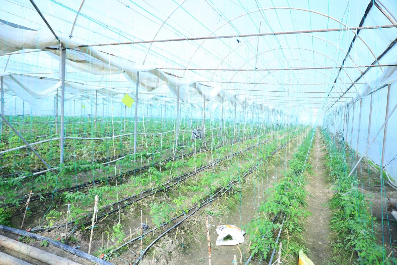 Томорқанинг обод бўлиши - қўшимча даромад