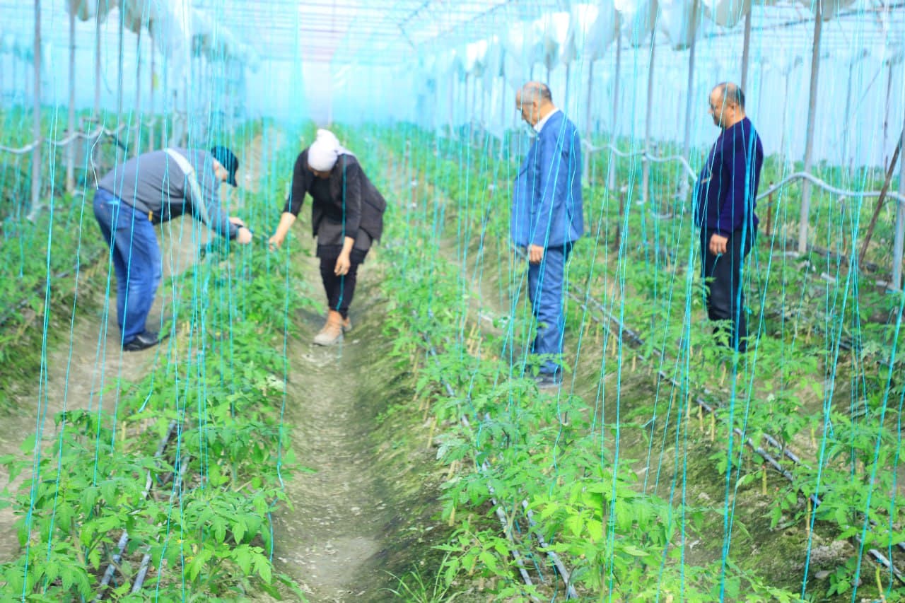 Томорқанинг обод бўлиши - қўшимча даромад