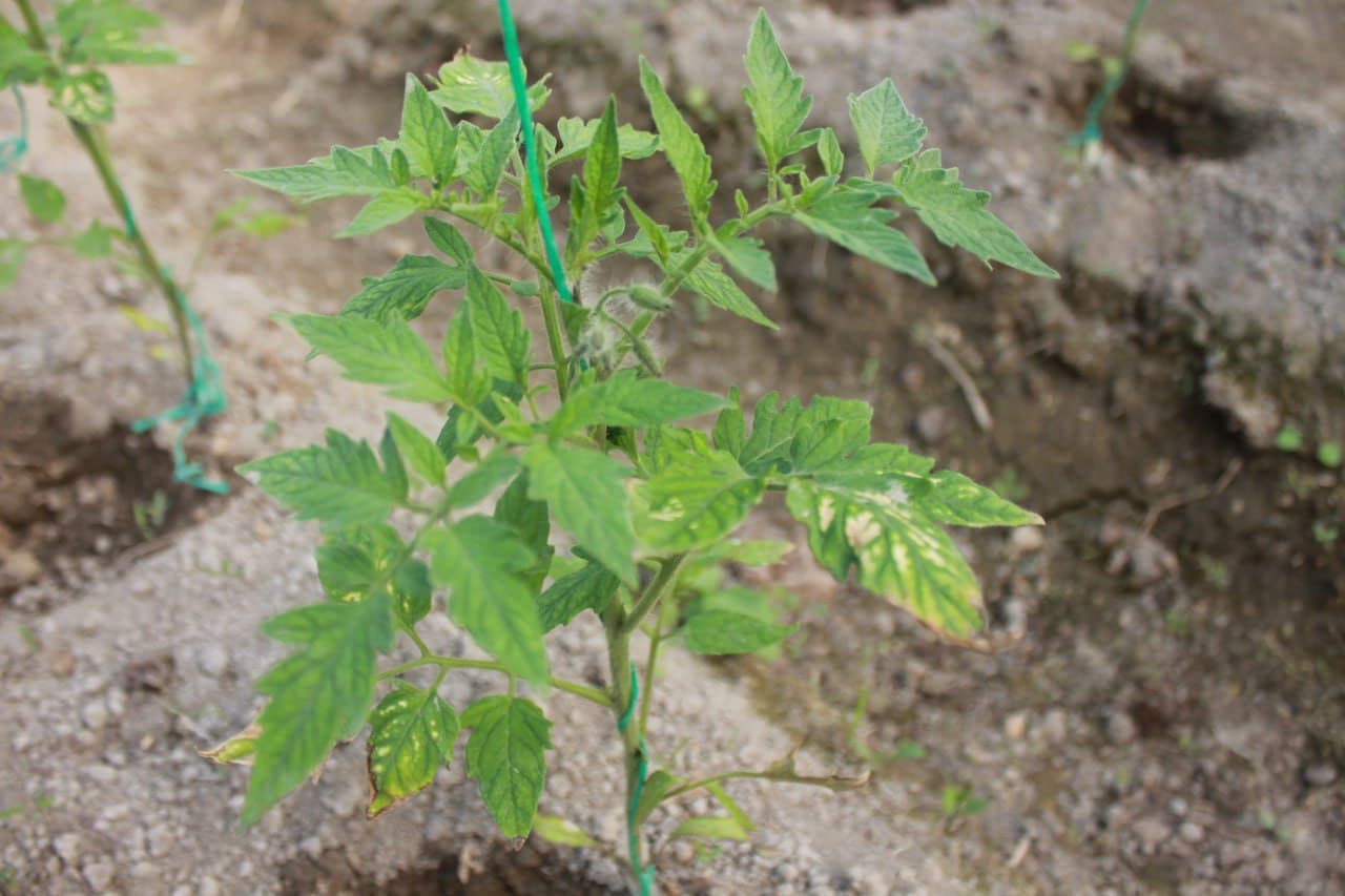 Томорқанинг обод бўлиши - қўшимча даромад