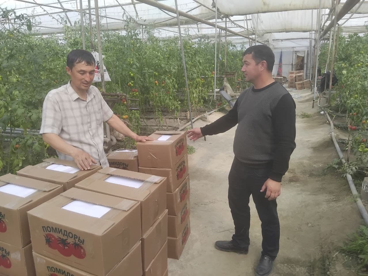 “Xajuvon”da pomidor hosili yig'ilmoqda