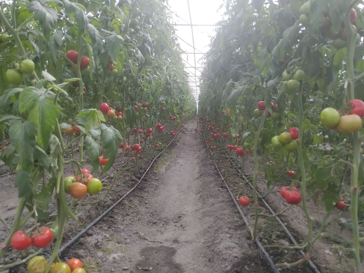 “Xajuvon”da pomidor hosili yig'ilmoqda