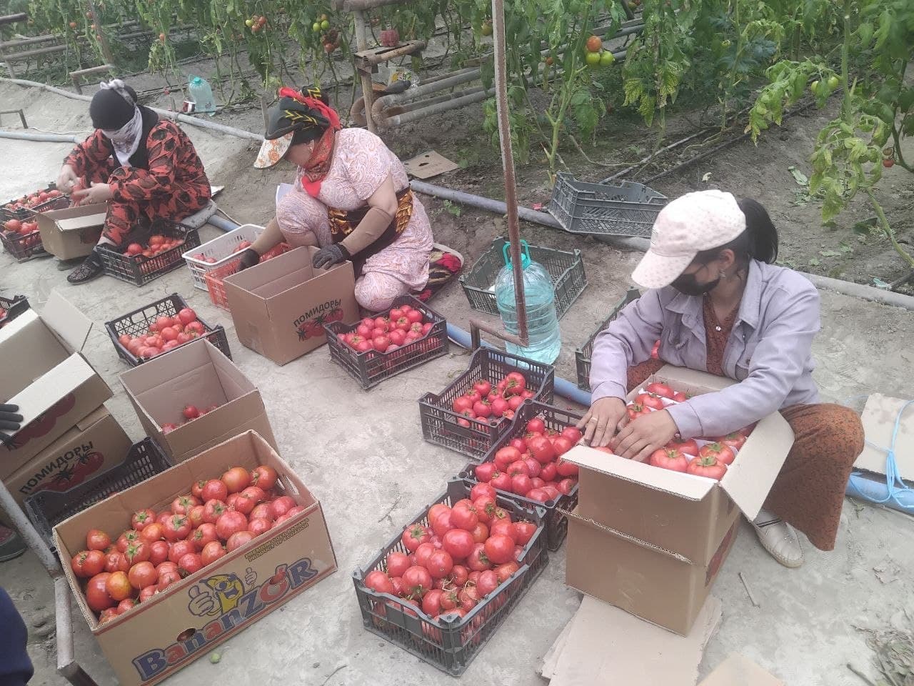 “Xajuvon”da pomidor hosili yig'ilmoqda