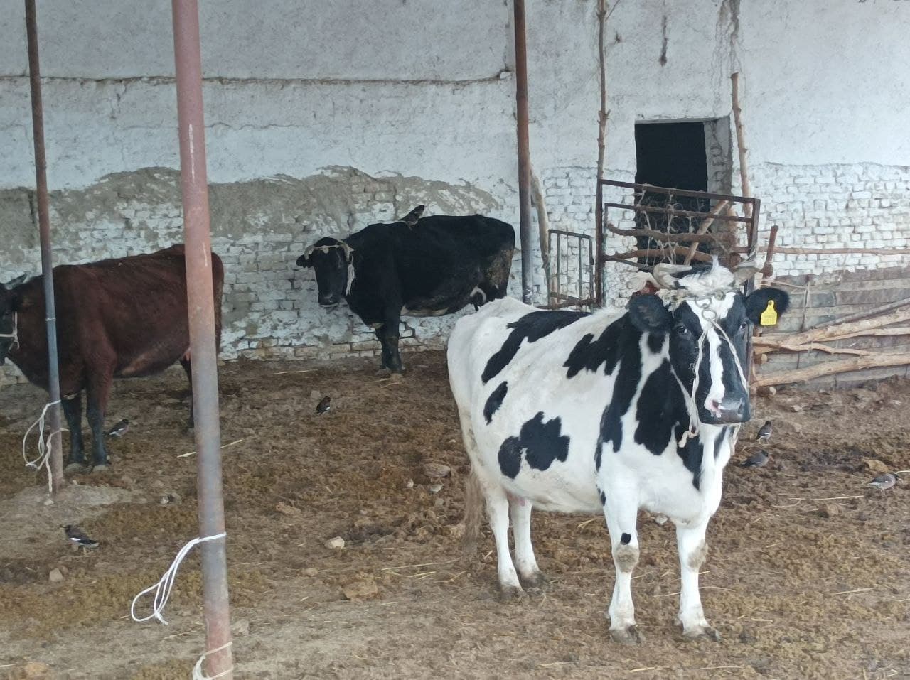 Чорвачиликда самарадорлик ва барқарор ривожланиш: Ҳикмат Ҳасан фермер хўжалиги мисолида