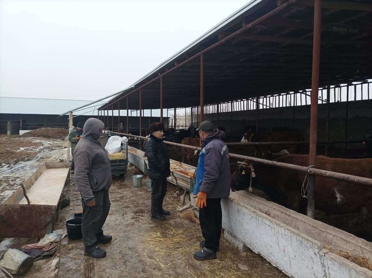 Чорвачиликда самарадорлик ва барқарор ривожланиш: Ҳикмат Ҳасан фермер хўжалиги мисолида