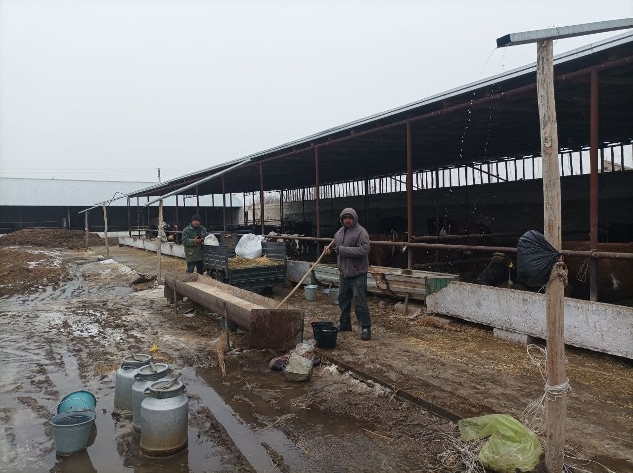 Чорвачиликда самарадорлик ва барқарор ривожланиш: Ҳикмат Ҳасан фермер хўжалиги мисолида