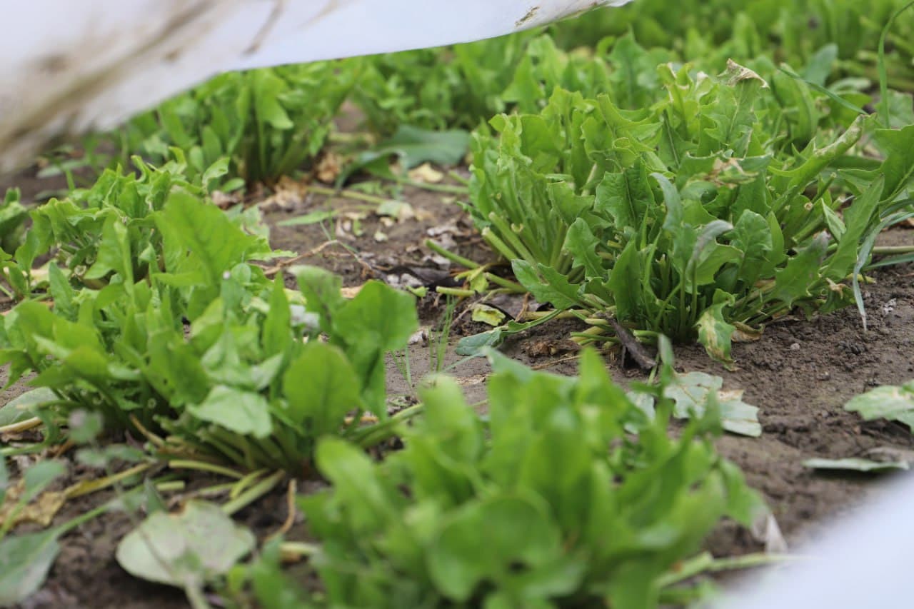 Tadbirkorlik va mehnat uyg‘unligi — farovon oila asosi