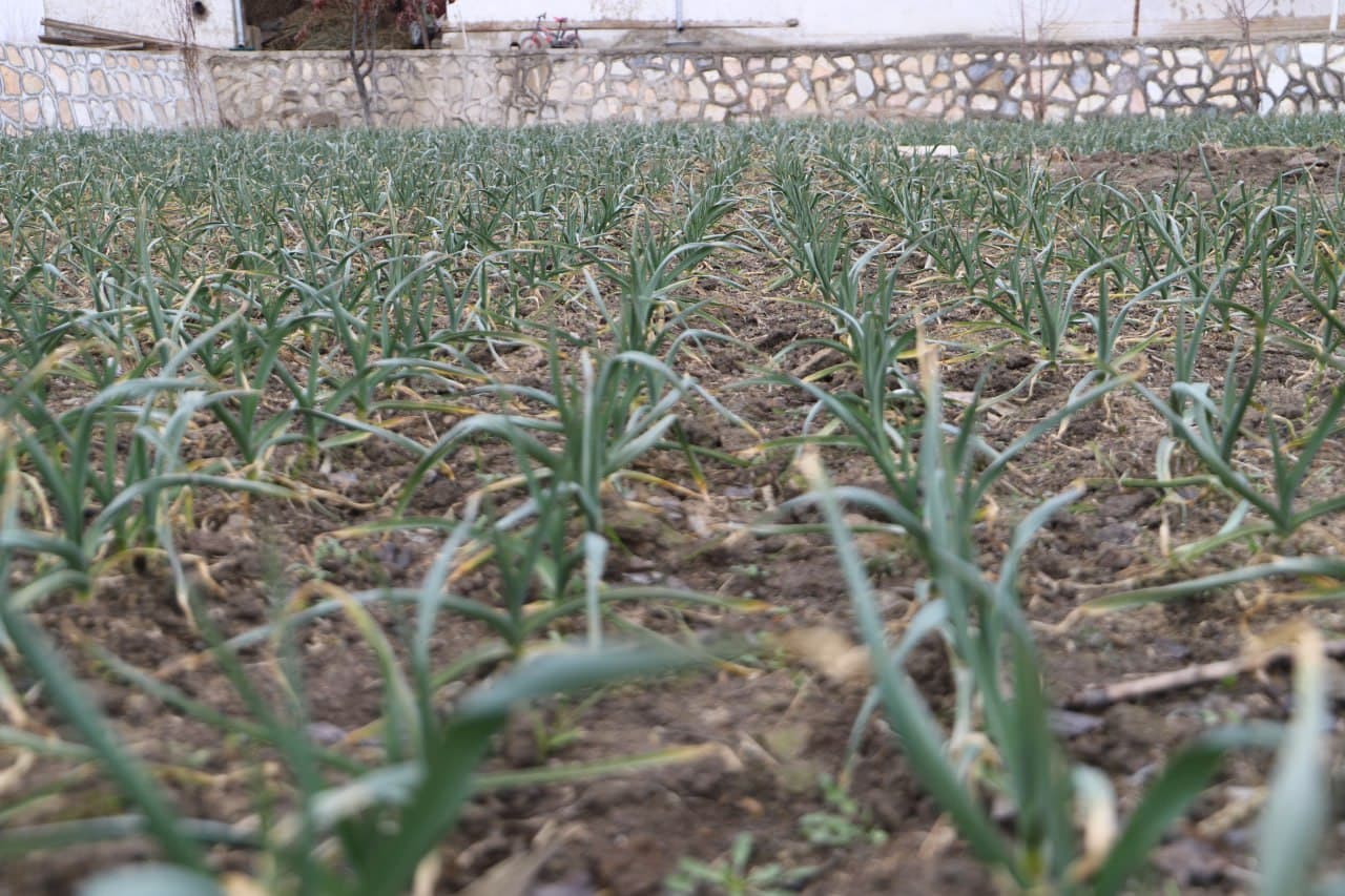 Tadbirkorlik va mehnat uyg‘unligi — farovon oila asosi