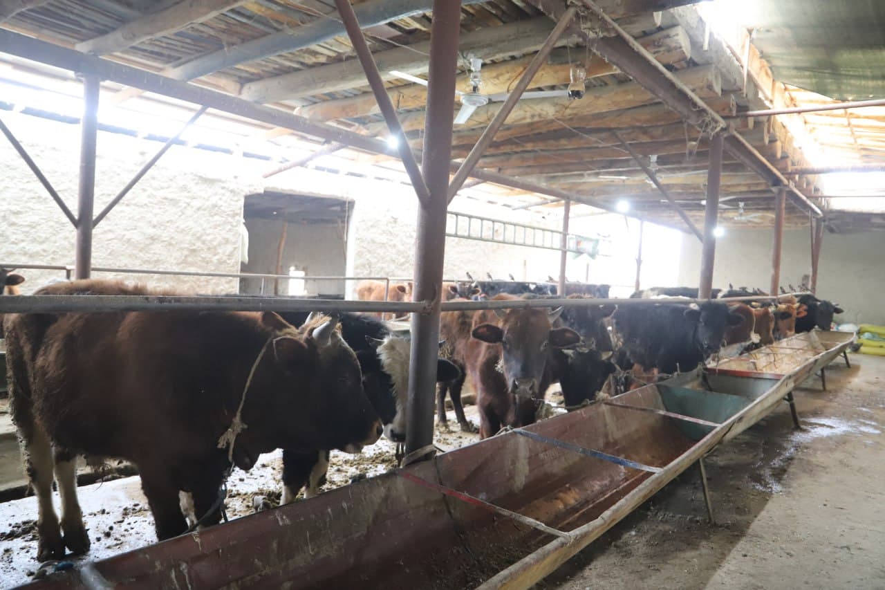 Tadbirkorlik va mehnat uyg‘unligi — farovon oila asosi