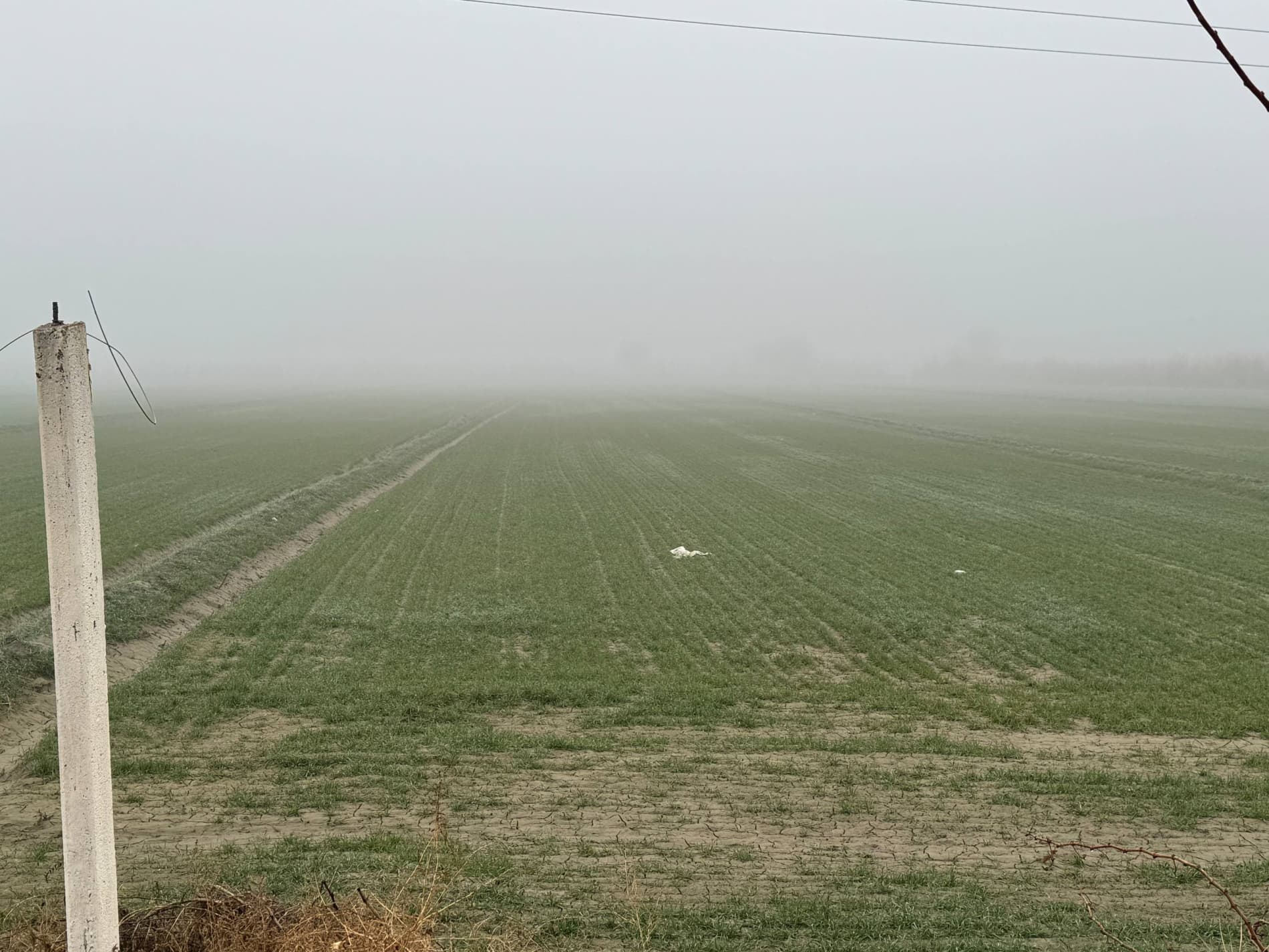 Бугундан ғаллага эътибор — эртанги мўл ҳосил кафолати: Шофиркон туманида 6600 гектар майдонда ғалла экинлари парваришланмоқда