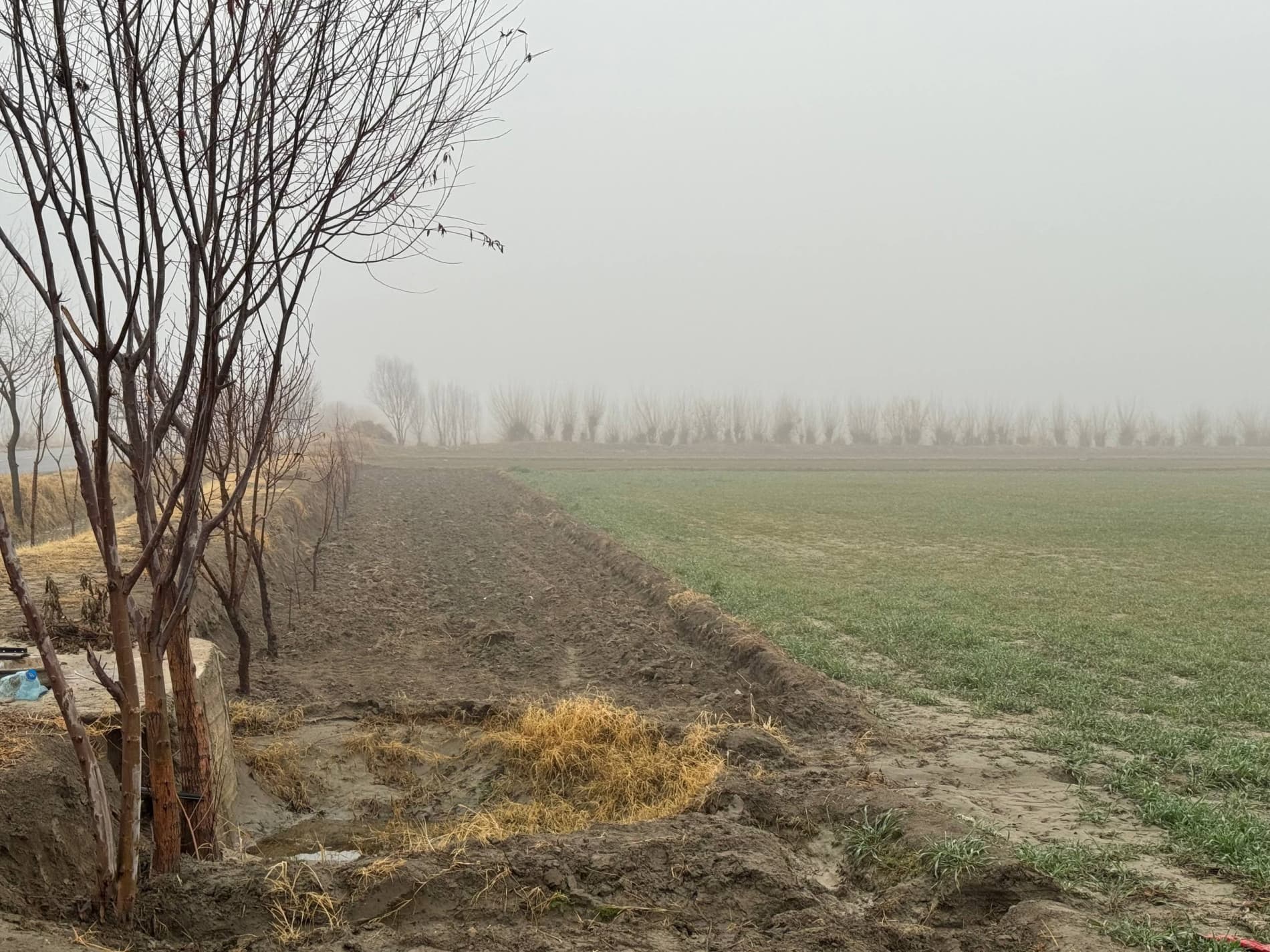 Бугундан ғаллага эътибор — эртанги мўл ҳосил кафолати: Шофиркон туманида 6600 гектар майдонда ғалла экинлари парваришланмоқда