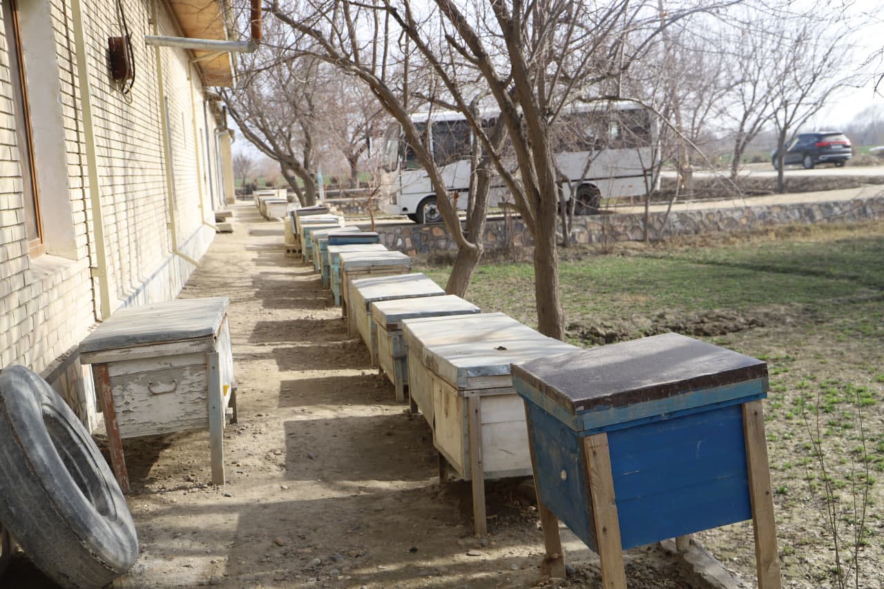 Shofirkonning "Bolli" ko‘chasi: Iskogaredagi tadbirkor asalarichilar xonadonidan reportaj