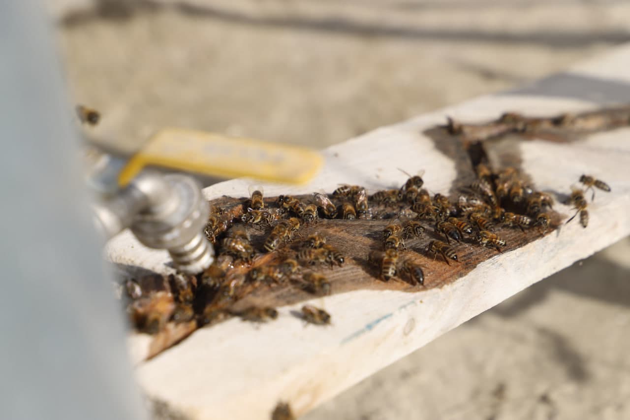 Shofirkonning "Bolli" ko‘chasi: Iskogaredagi tadbirkor asalarichilar xonadonidan reportaj