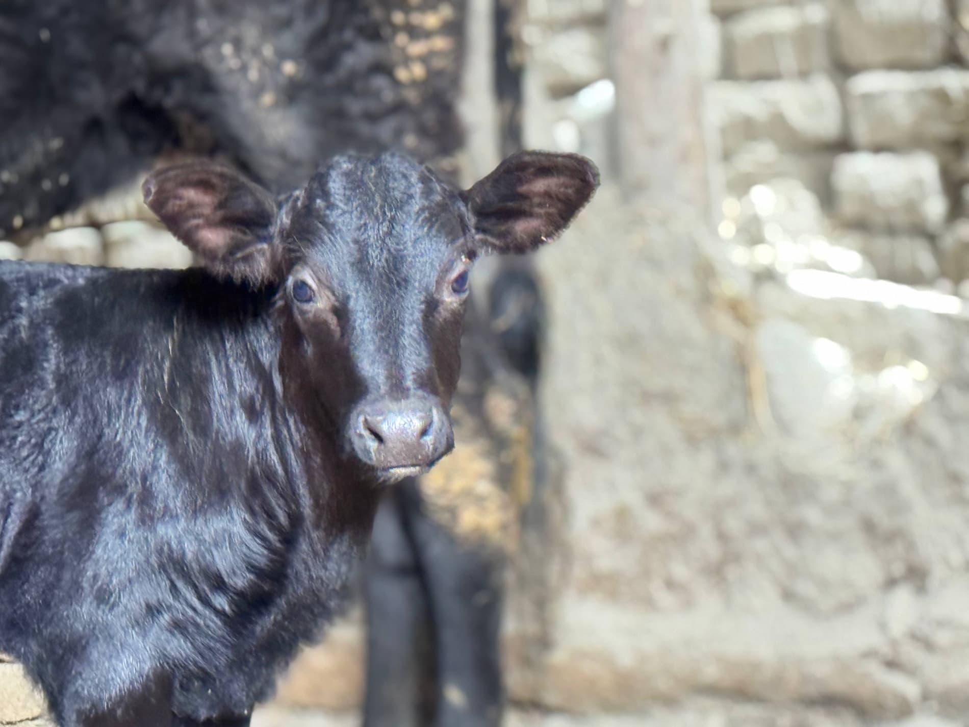 Bir xonadondan bir nechta daromad manbai