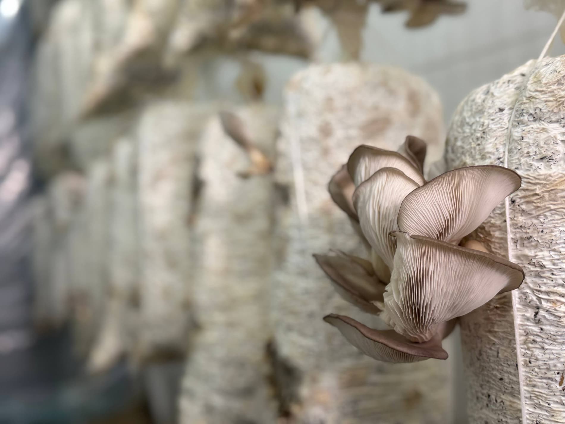 Bir xonadondan bir nechta daromad manbai