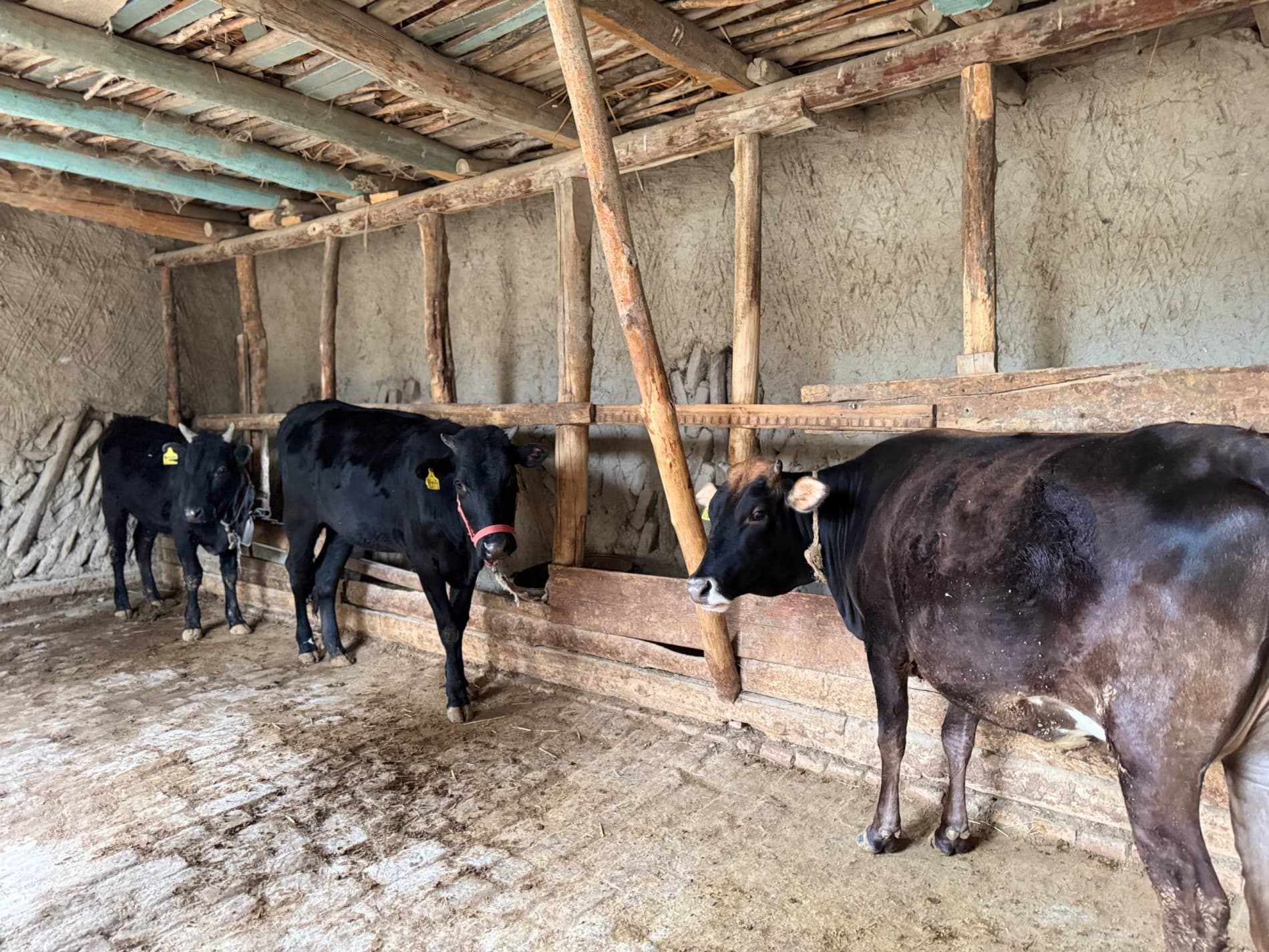 Bir xonadondan bir nechta daromad manbai