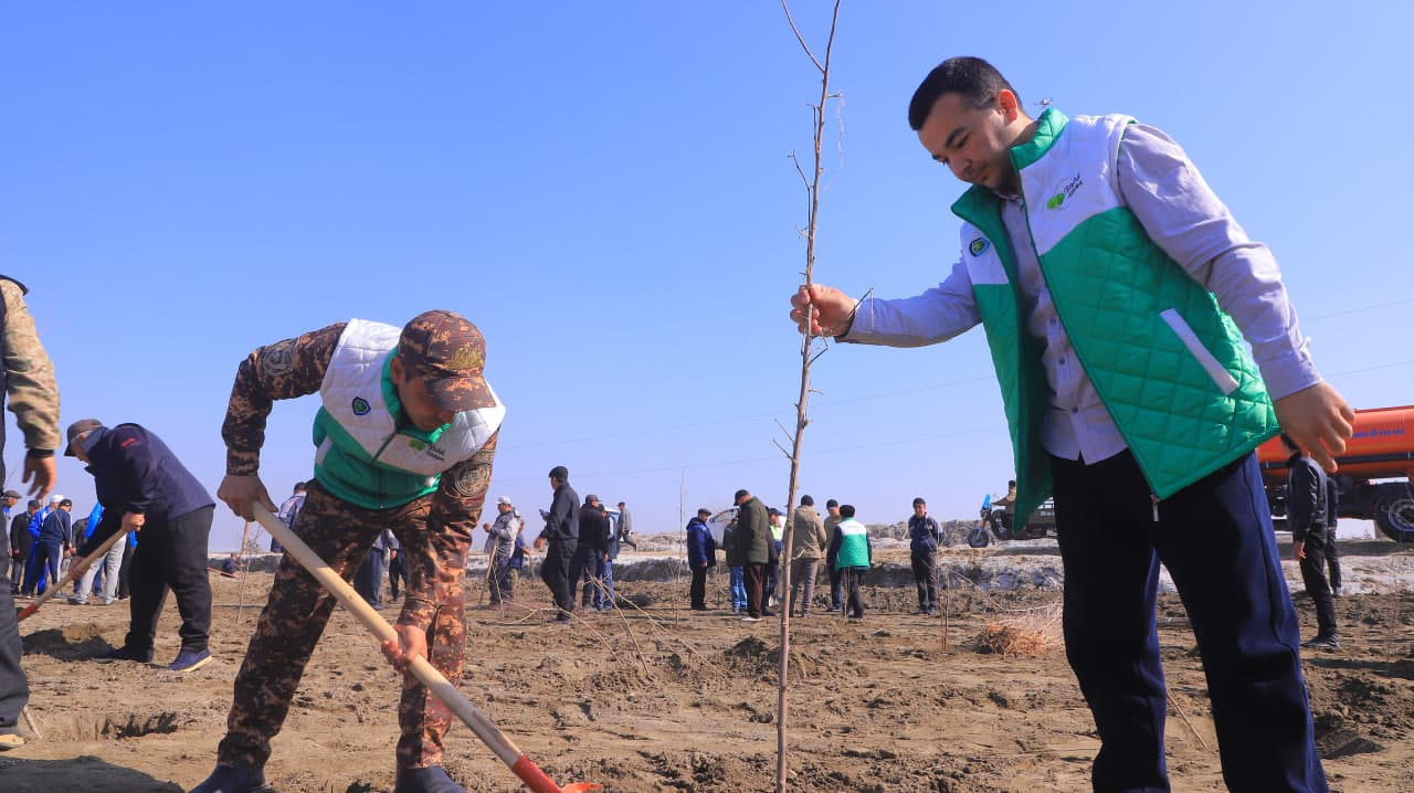 Qorako‘l tumanida “Yashil makon” loyihasi doirasida ko‘chat ekish ishlari davom etmoqda