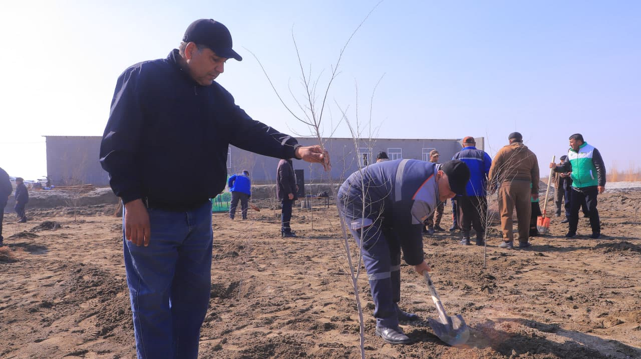 Qorako‘l tumanida “Yashil makon” loyihasi doirasida ko‘chat ekish ishlari davom etmoqda