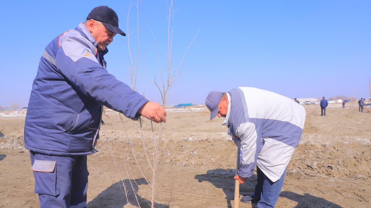 Qorako‘l tumanida “Yashil makon” loyihasi doirasida ko‘chat ekish ishlari davom etmoqda