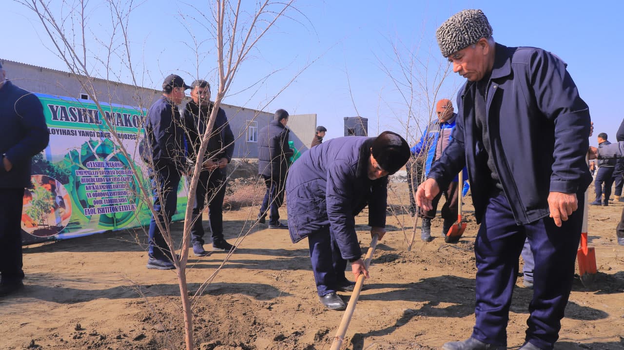 Qorako‘l tumanida “Yashil makon” loyihasi doirasida ko‘chat ekish ishlari davom etmoqda