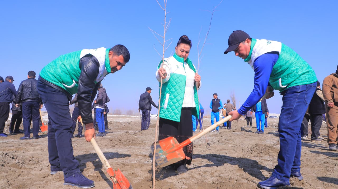 Qorako‘l tumanida “Yashil makon” loyihasi doirasida ko‘chat ekish ishlari davom etmoqda