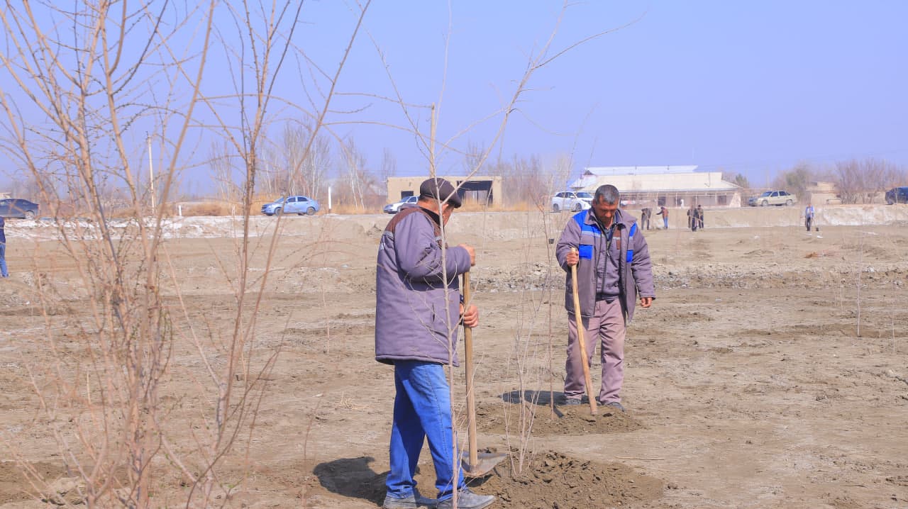 Qorako‘l tumanida “Yashil makon” loyihasi doirasida ko‘chat ekish ishlari davom etmoqda