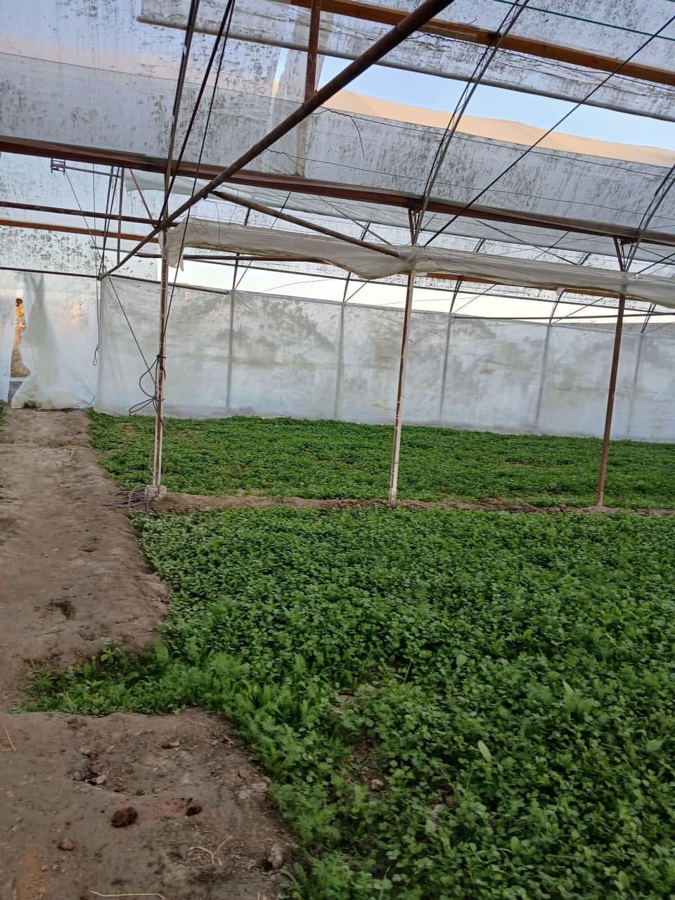 Отбозорлик Аслбек Мустафоев томорқадан яхшигина фойда кўрмоқда