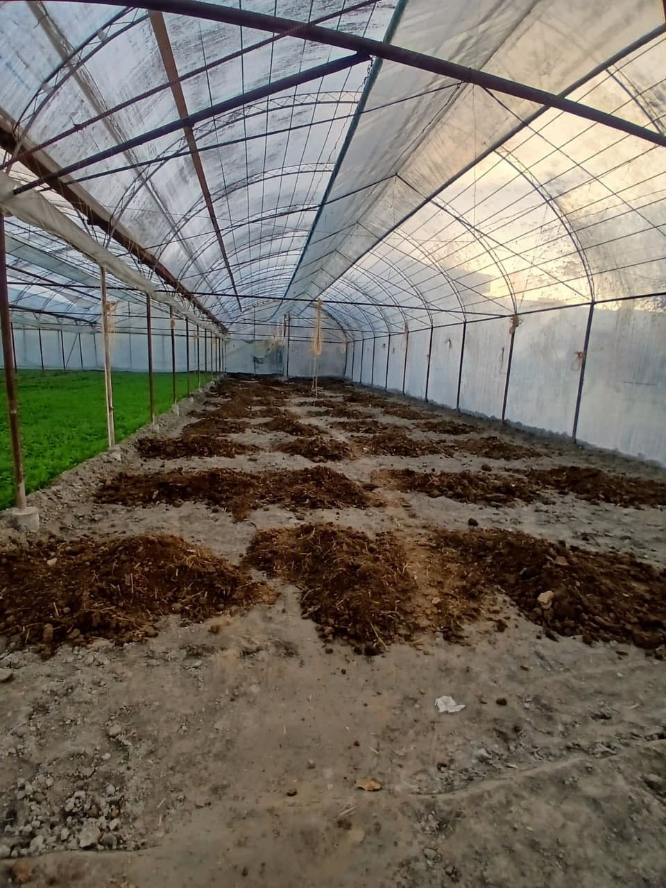 Отбозорлик Аслбек Мустафоев томорқадан яхшигина фойда кўрмоқда