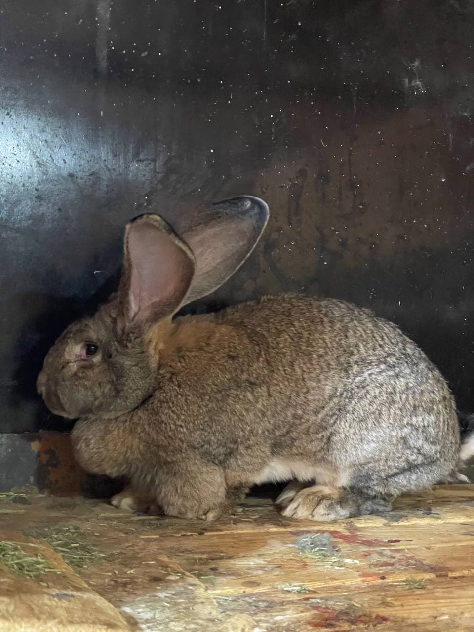 Ko‘kaldosh mahallasida Flander zotli quyonlar yetishtirilmoqda
