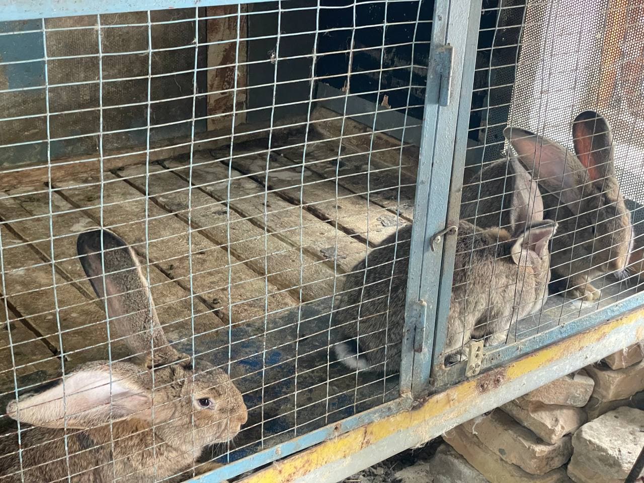 Ko‘kaldosh mahallasida Flander zotli quyonlar yetishtirilmoqda