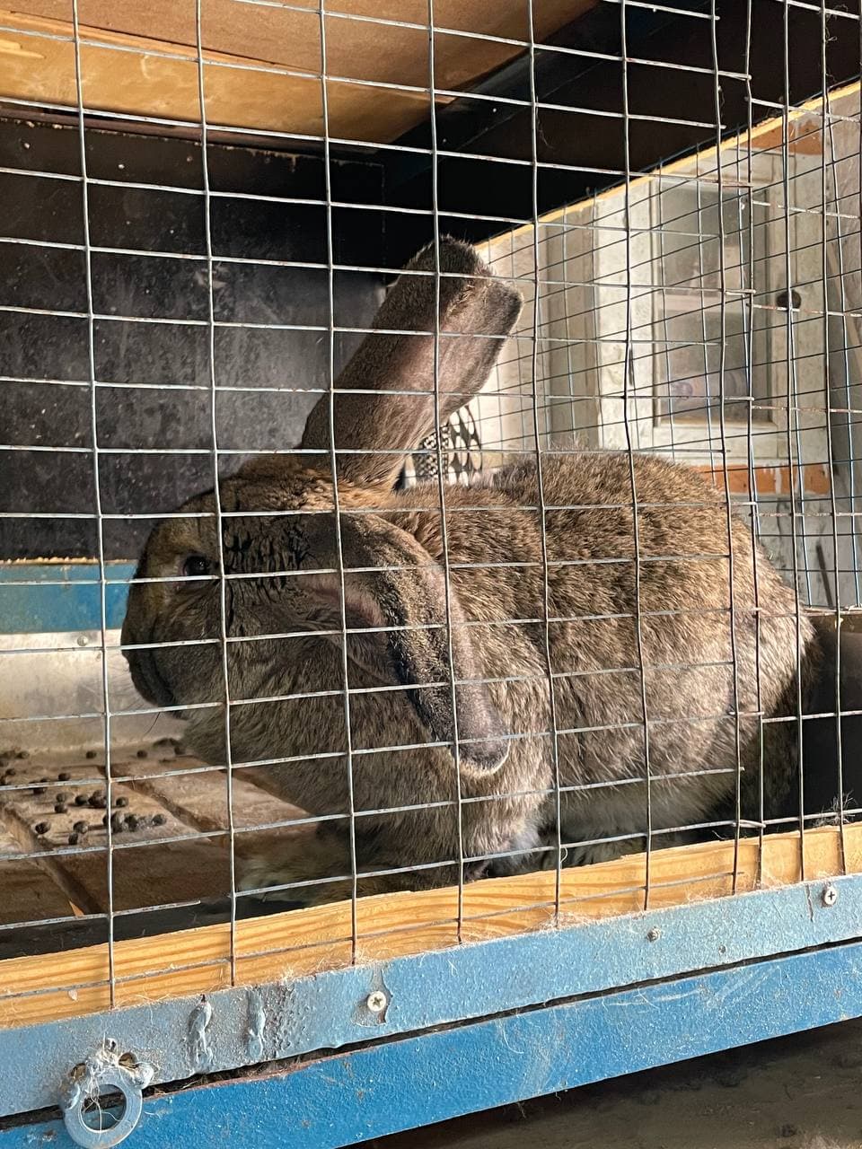 Ko‘kaldosh mahallasida Flander zotli quyonlar yetishtirilmoqda