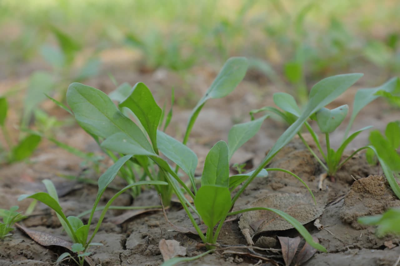 Mahalla uyushmasi tomonidan press-tur tashkil etildi