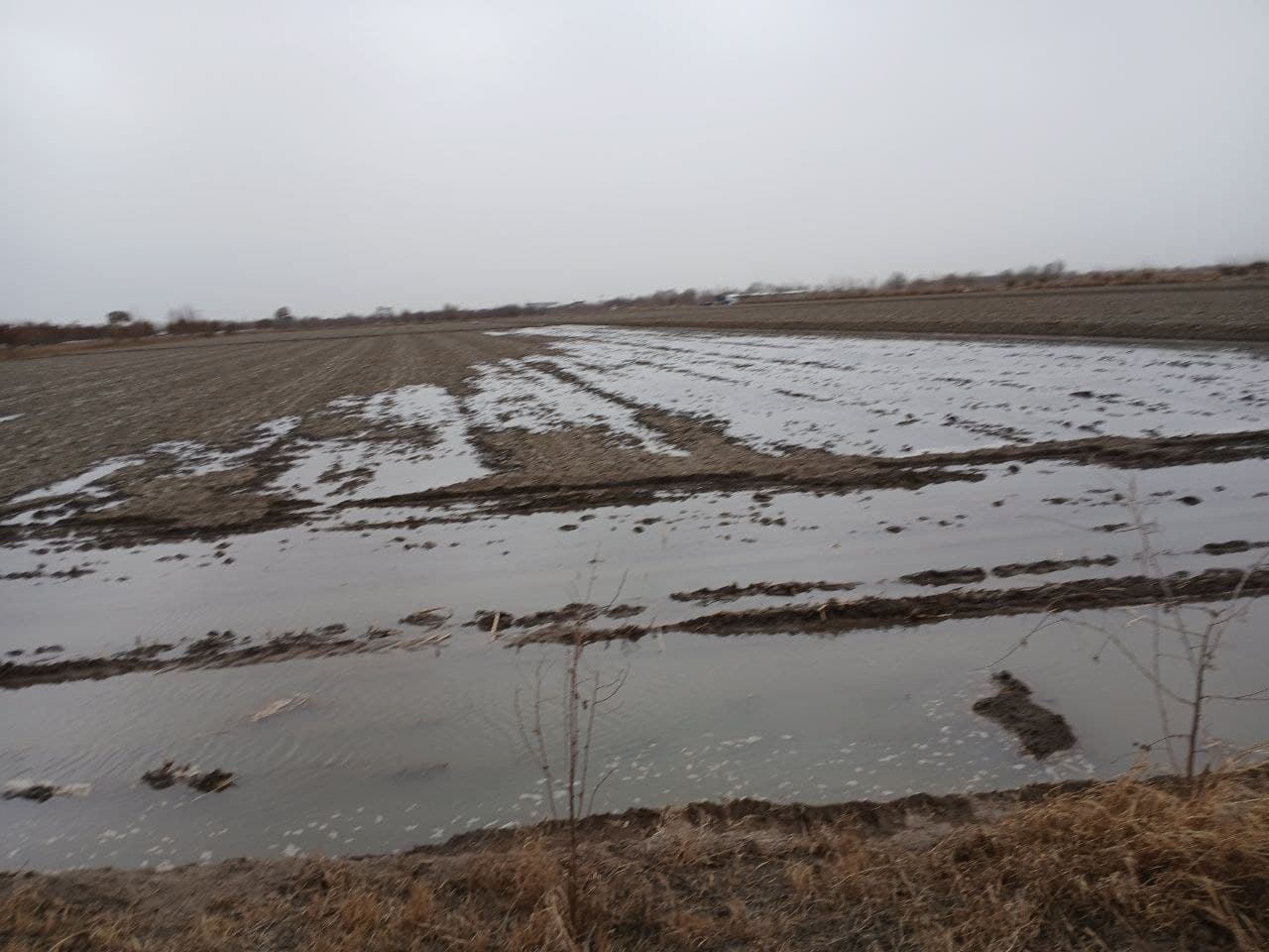 Qishloq xo‘jaligida muhim bosqich: Buxoro tumanida sho‘r yuvish tadbirlari davom etmoqda