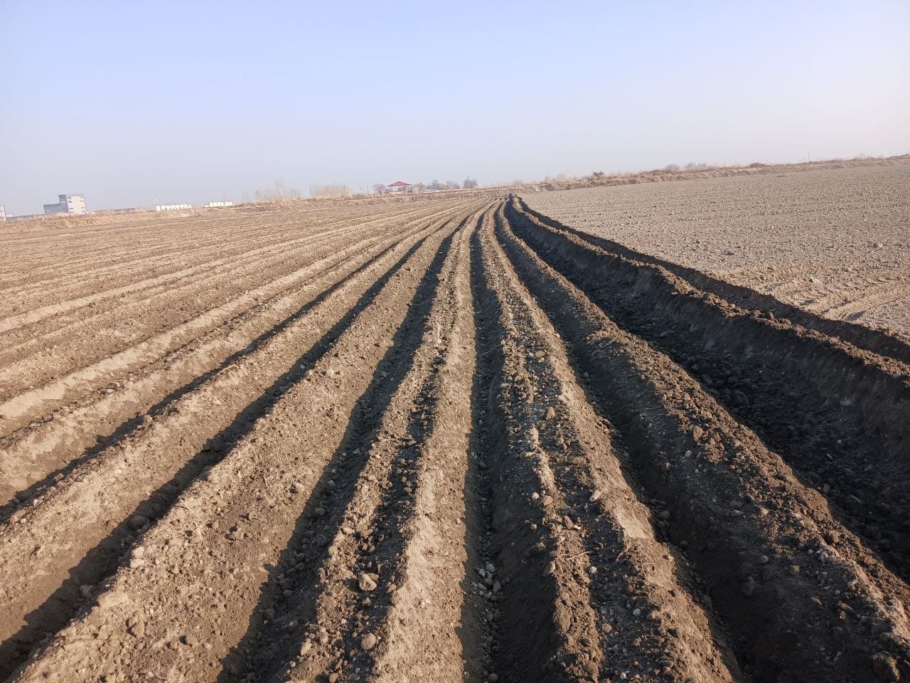 Buxoro tumani: joriy yilda 411 gektar maydonda kartoshka ekiladi