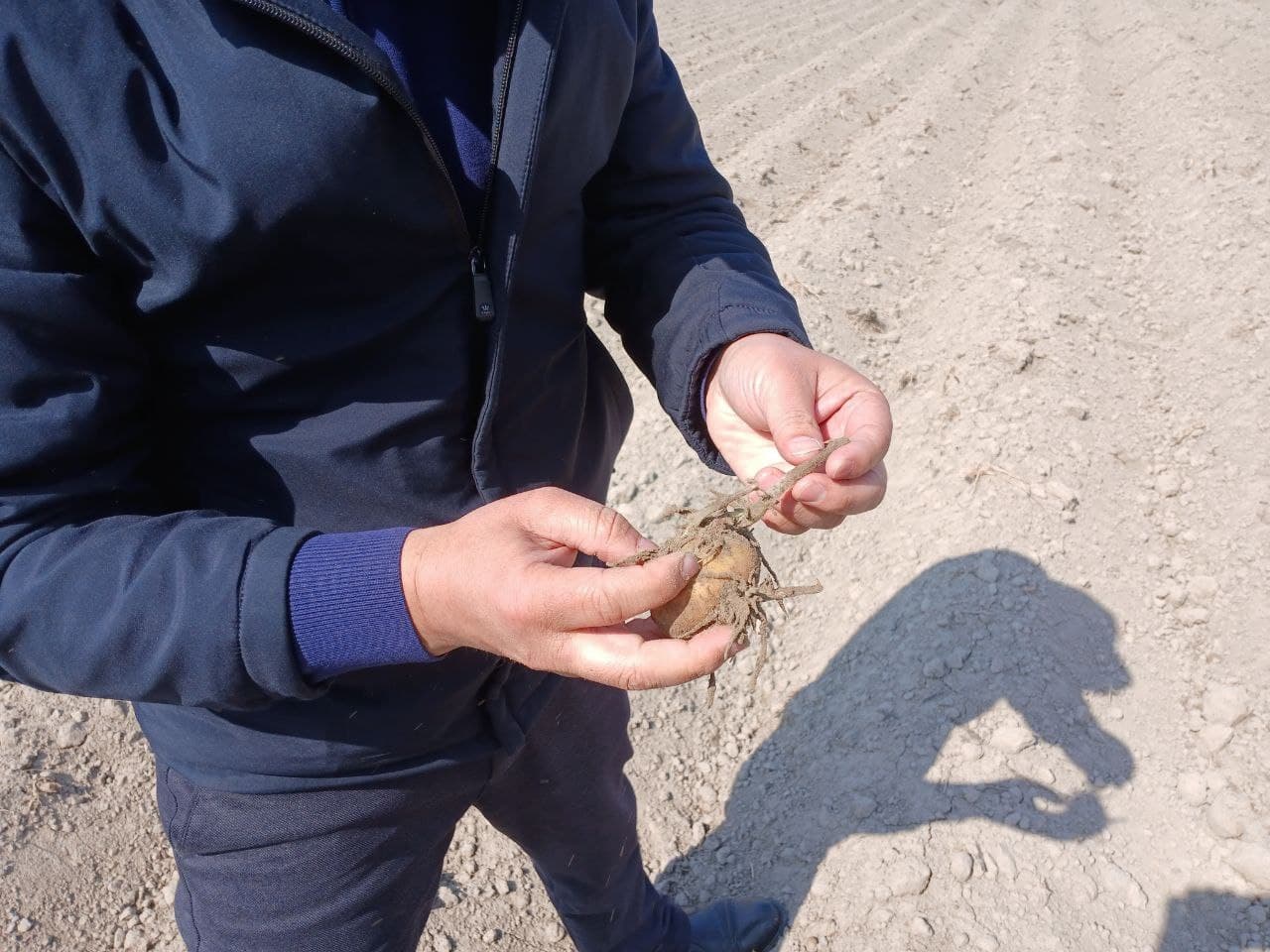 Buxoro tumani: joriy yilda 411 gektar maydonda kartoshka ekiladi