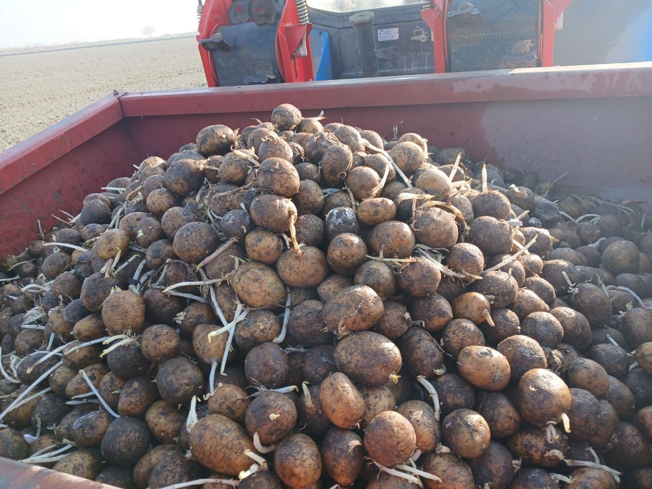 Buxoro tumani: joriy yilda 411 gektar maydonda kartoshka ekiladi