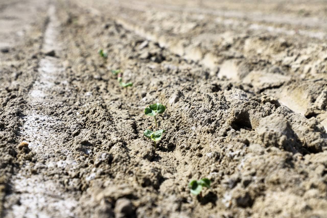 Buxoro tumanida cho‘l hududlarida zamonaviy agrotexnologiyalar asosida paxta yetishtirilmoqda