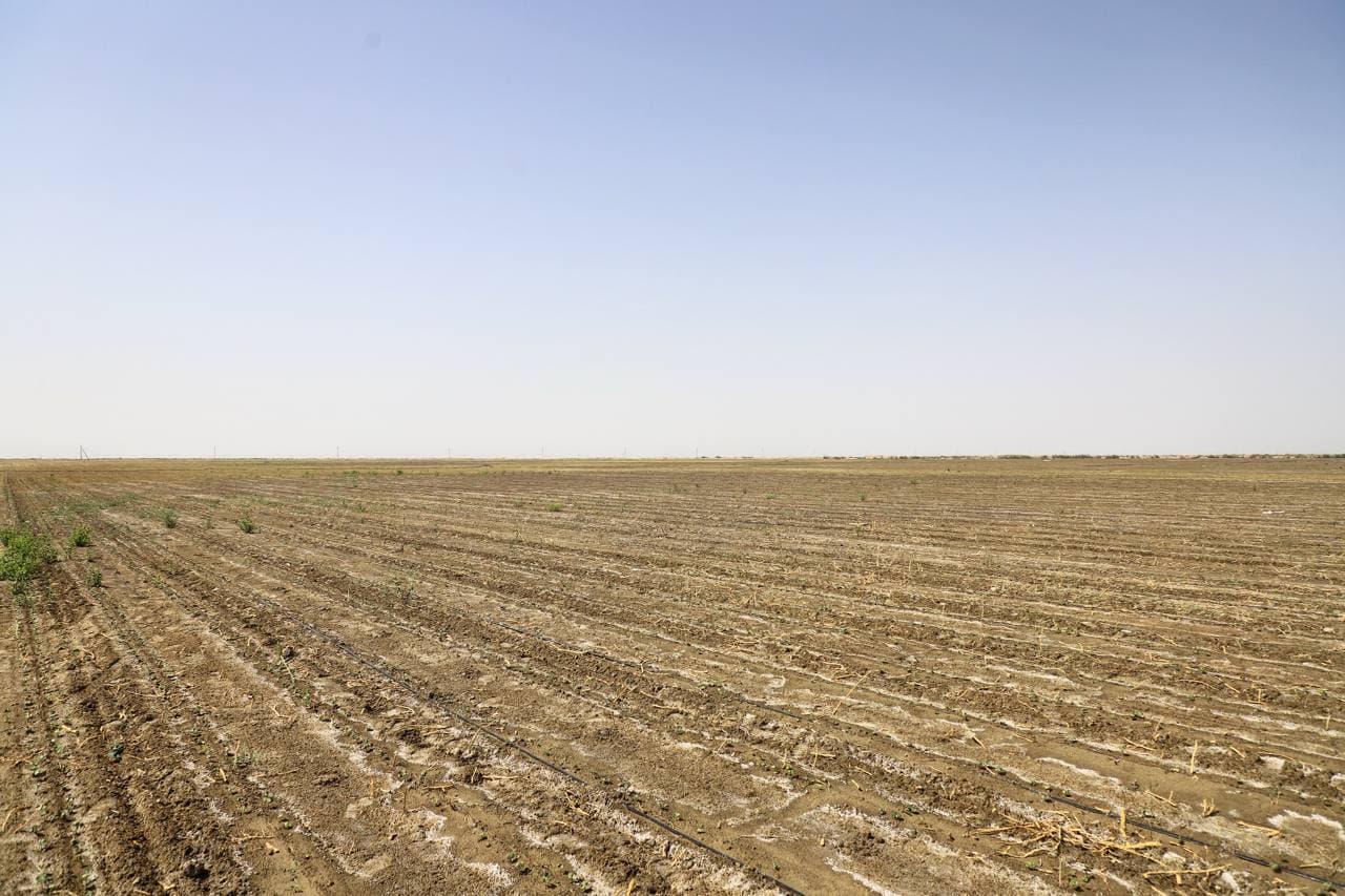 Buxoro tumanida cho‘l hududlarida zamonaviy agrotexnologiyalar asosida paxta yetishtirilmoqda