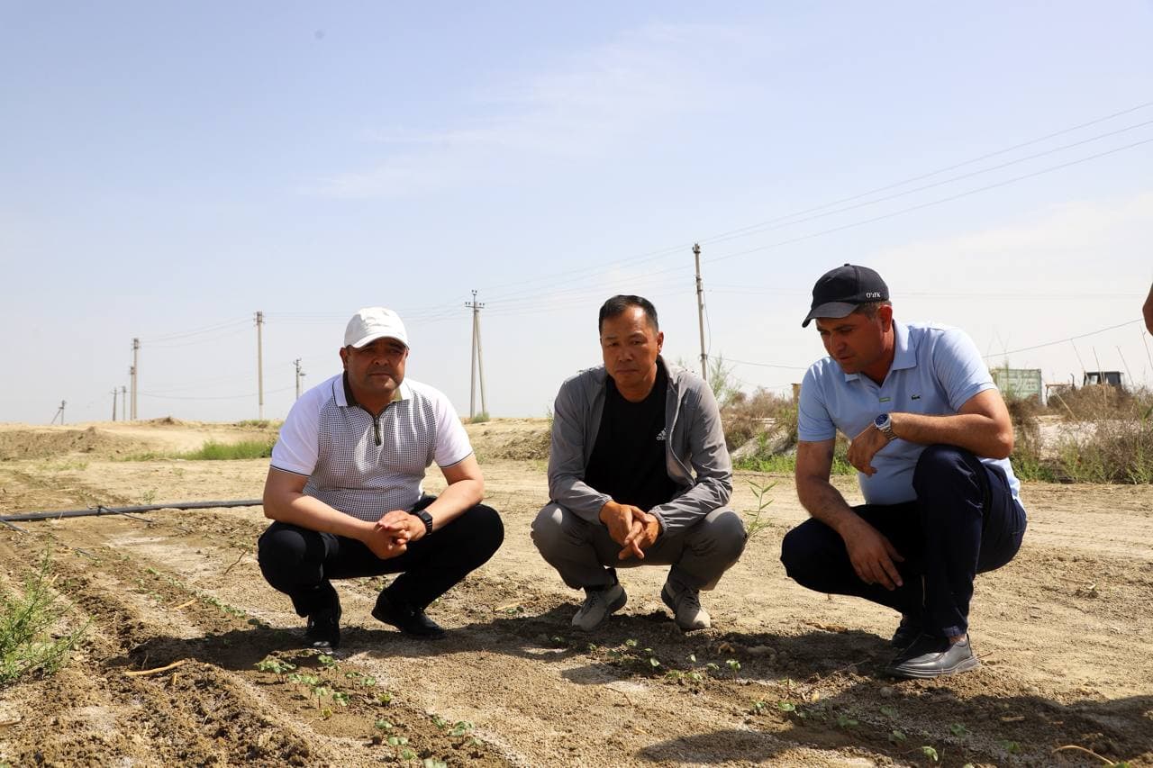 Buxoro tumanida cho‘l hududlarida zamonaviy agrotexnologiyalar asosida paxta yetishtirilmoqda
