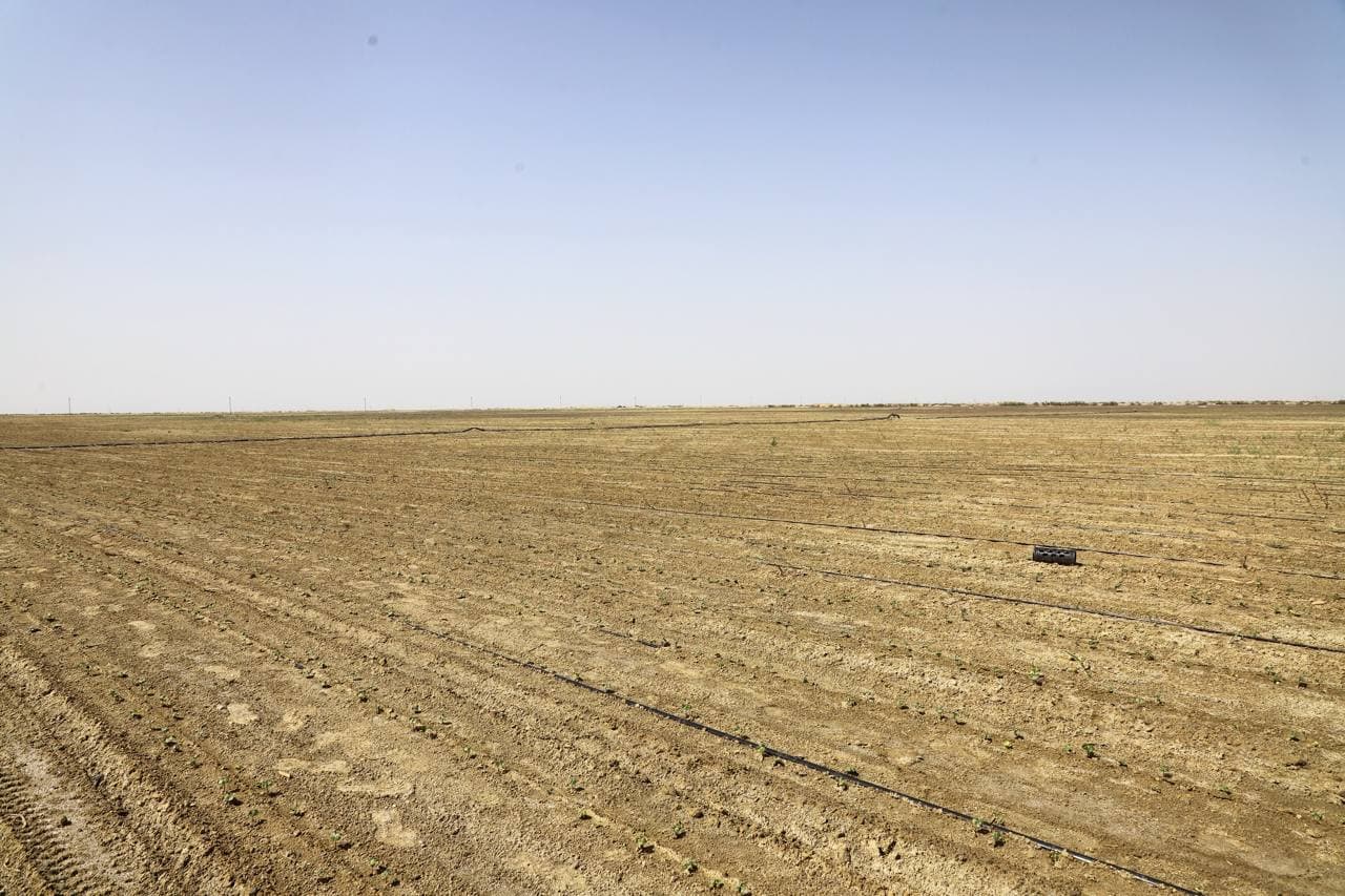 Buxoro tumanida cho‘l hududlarida zamonaviy agrotexnologiyalar asosida paxta yetishtirilmoqda
