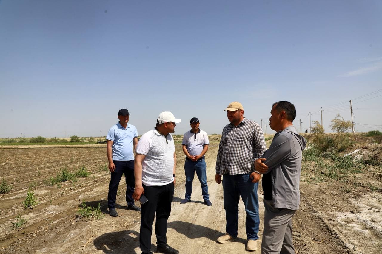 Buxoro tumanida cho‘l hududlarida zamonaviy agrotexnologiyalar asosida paxta yetishtirilmoqda