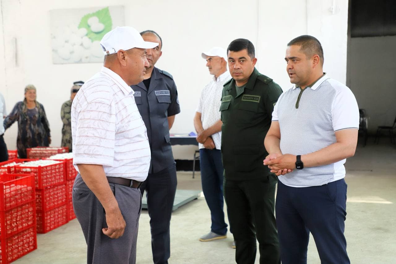Buxoro tumanida pilla qabul qilish boshlandi
