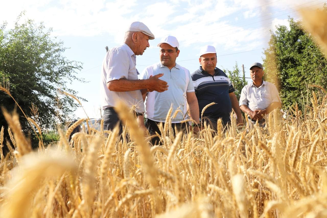 Buxoro tumanida g‘alla rejasini bajargan fermer xo‘jaliklari soni 80 taga yaqinlashdi